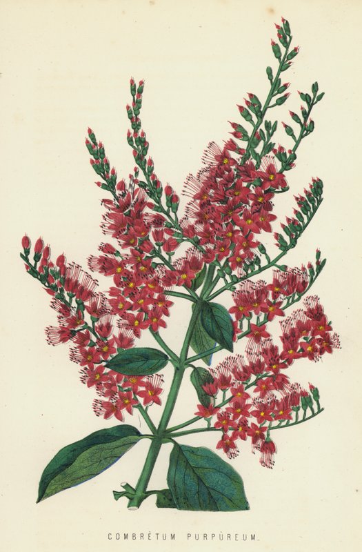Combretum Purpureum tekijältä English School