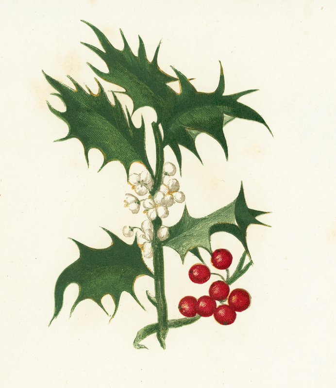 Harvinainen Holly, Ilex Aquifolium tekijältä English School