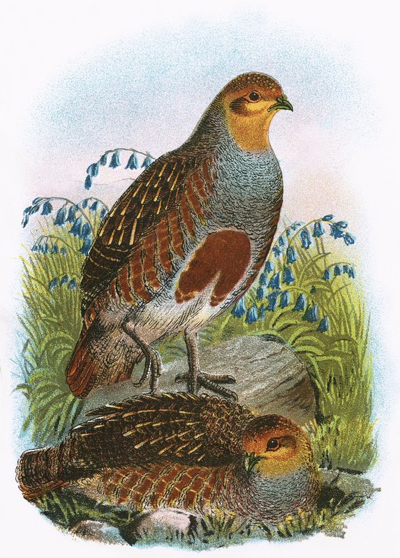 Tavallinen Partridge tekijältä English School