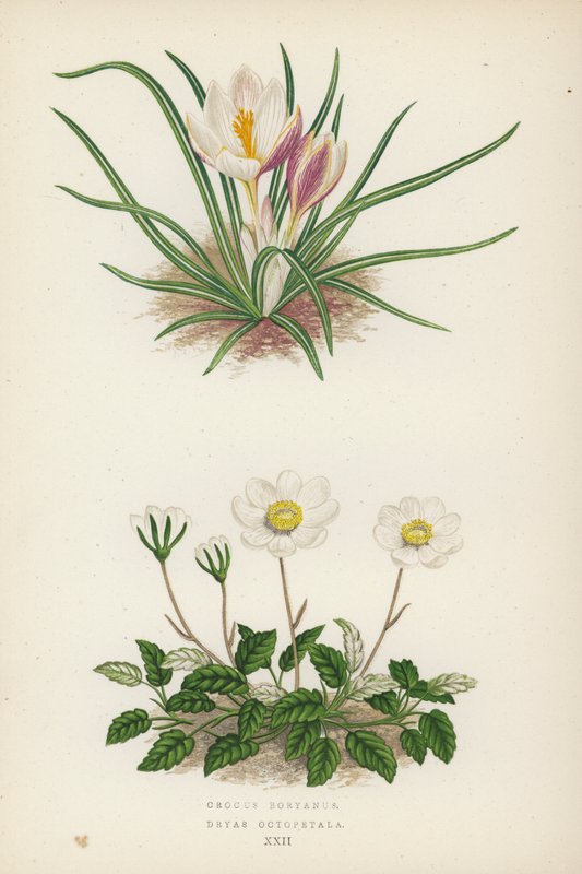 Crocus Boryanus; Dryas Octopetala (värilitra). tekijältä English School