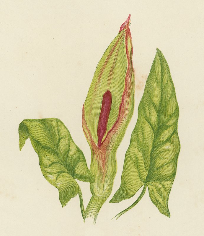 Käki Pint, Arum Maculatum (värilitra) tekijältä English School