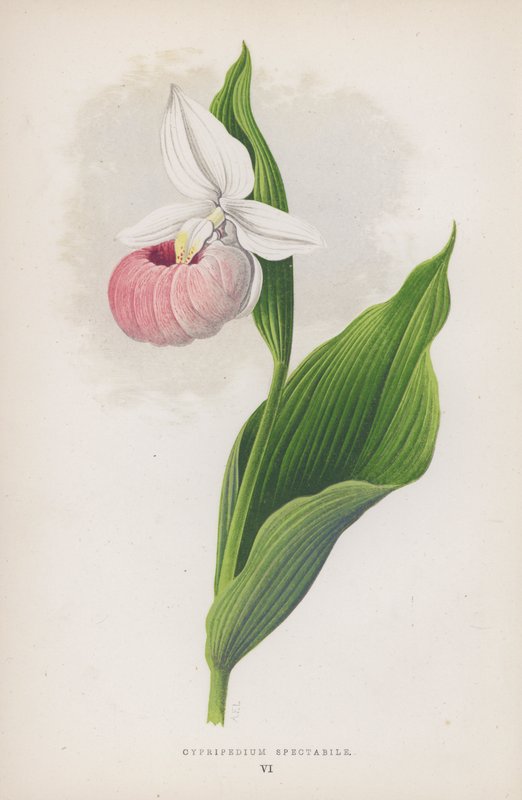 Cypripedium Spectabile (väri litho) tekijältä English School
