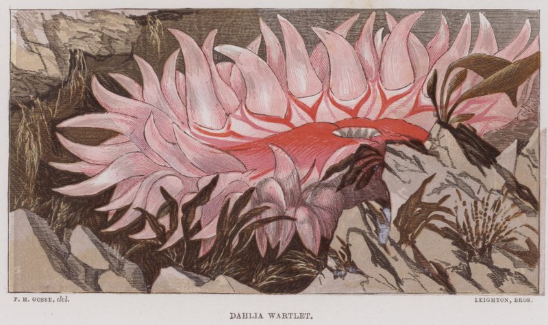 Dahlia Wartlet (värilitro) tekijältä English School