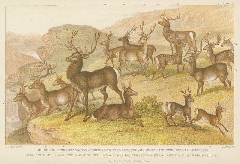 Deer (värillinen kaiverrus) tekijältä English School