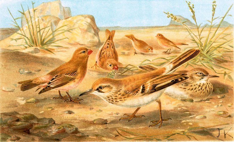 Desert Finch ja Desert Lark tekijältä English School