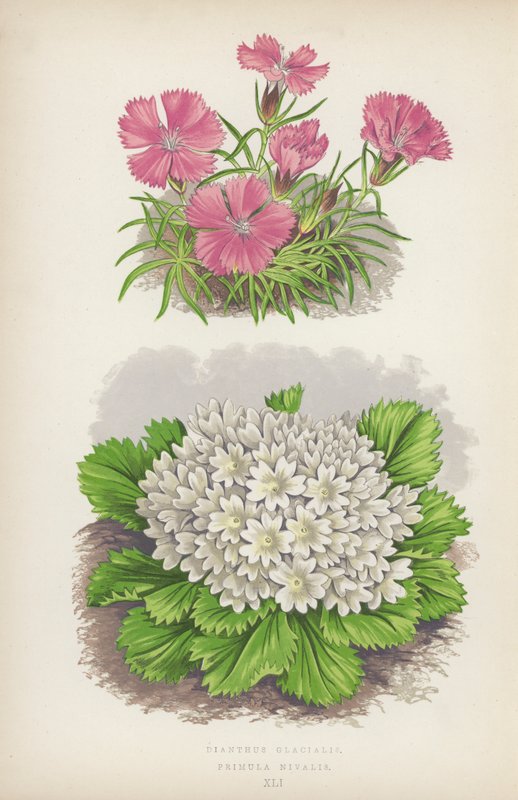Dianthus Glacialis; Primula Nivalis (väri litossa) tekijältä English School