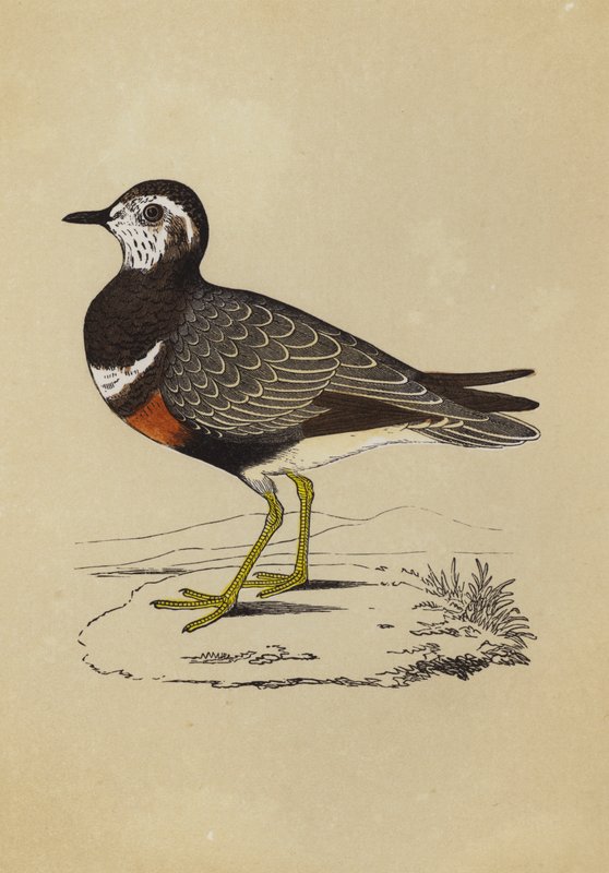 Dotterel (väri litho) tekijältä English School