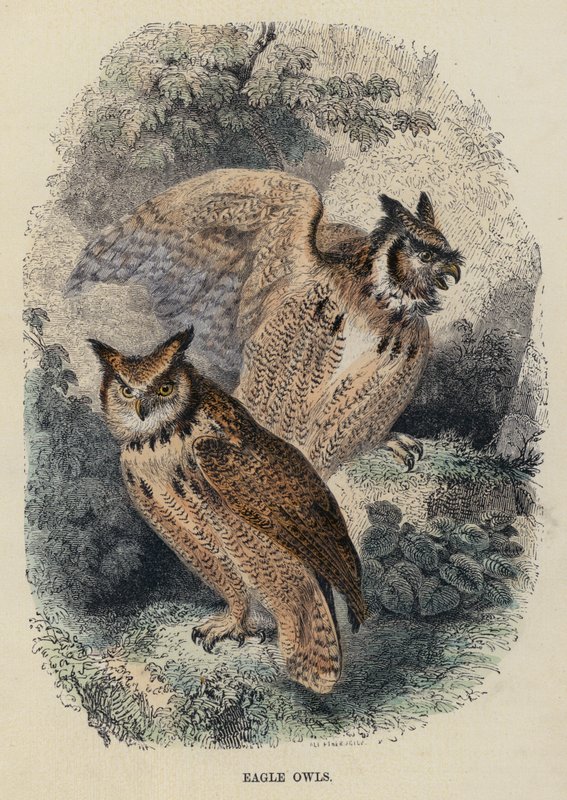 Eagle Owls (värillinen kaiverrus) tekijältä English School