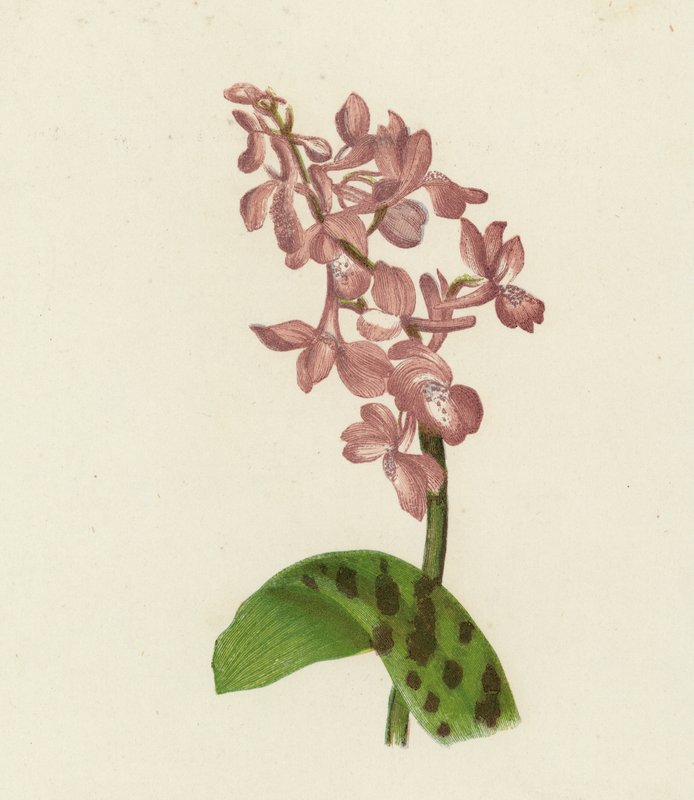 Varhainen violetti orkidea, Orchis Mascula (värilitaatio) tekijältä English School