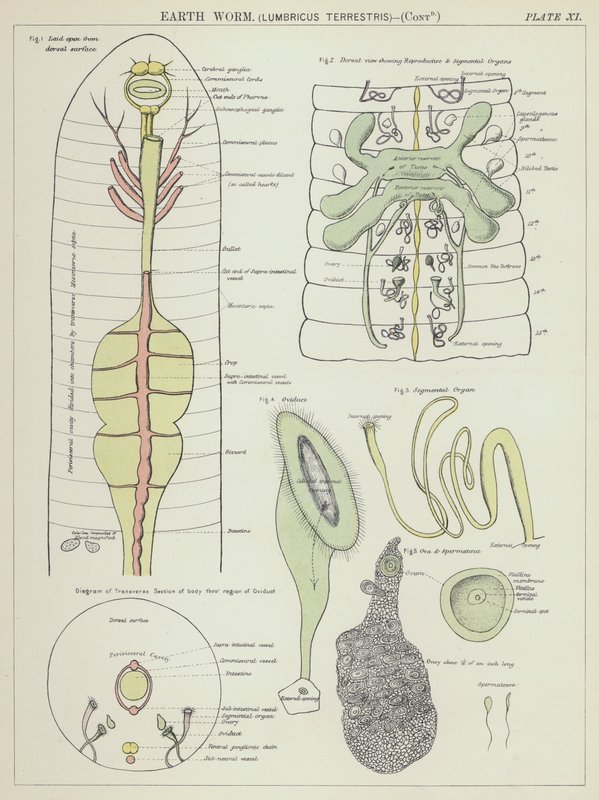 Maan mato, Lumbricus terrestris (värilitografia) tekijältä English School