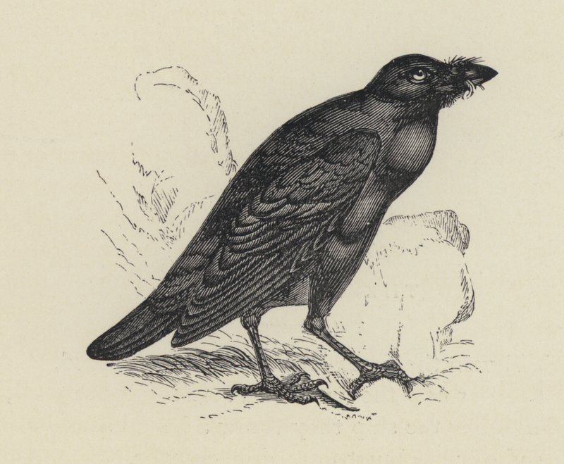 Edgar Allen Poe, Korppi (kaiverrus) tekijältä English School