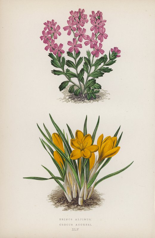 Erinus alpinus; Crocus Aucheri (värilitro). tekijältä English School