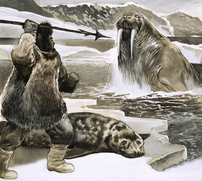 Eskimo hyökkää mursun kimppuun tekijältä English School