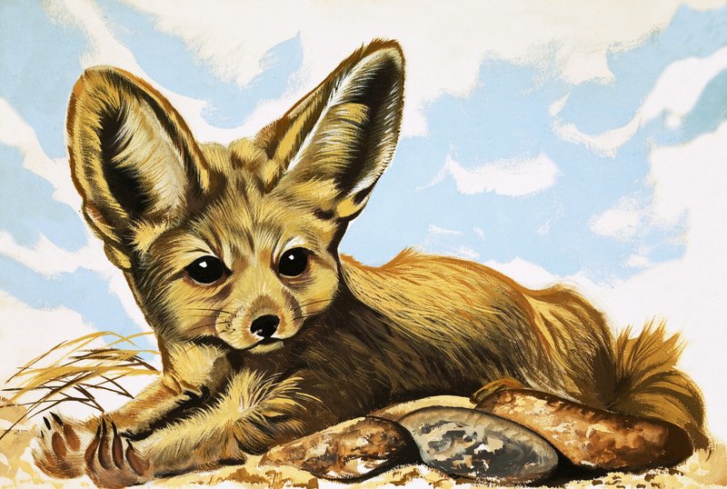 Fennec tekijältä English School