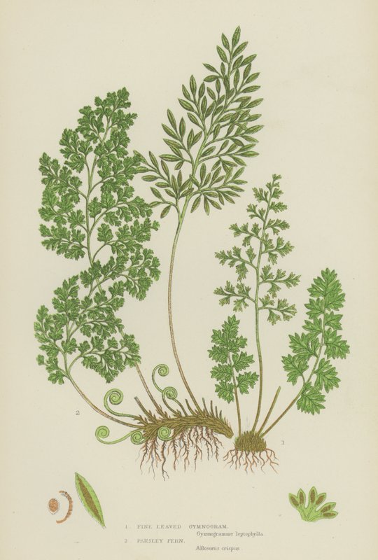 Fine Leaved Gymnogram, Persley Fern (väri litho) tekijältä English School