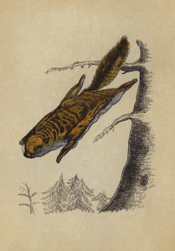 Liito-orava (väri litho) tekijältä English School