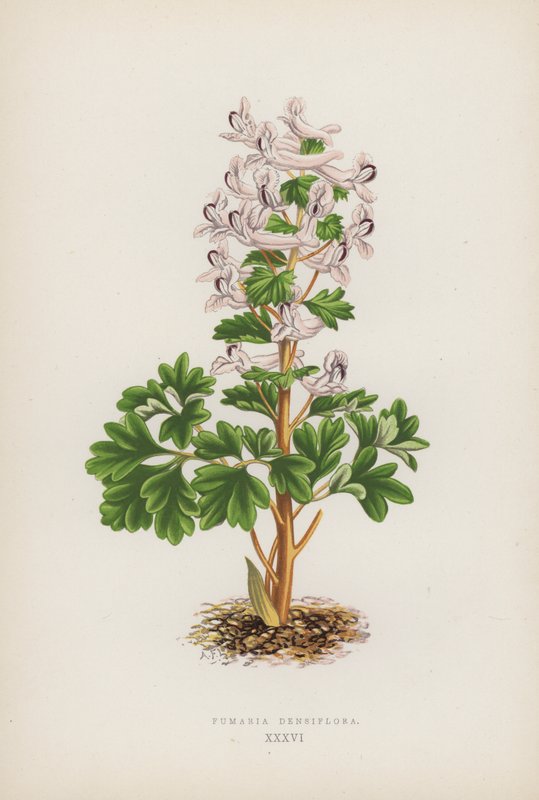 Fumaria Densiflora (väri litho) tekijältä English School