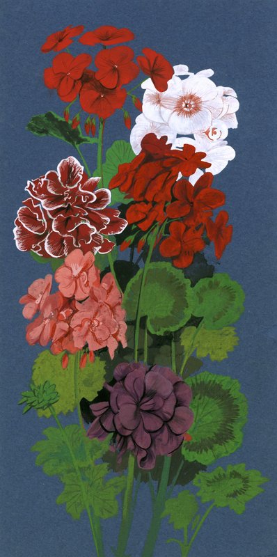 Geraniums tekijältä English School