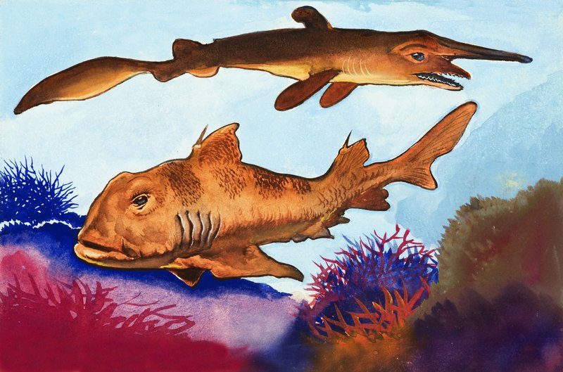 Goblin Shark ja Port Jackson Shark tekijältä English School
