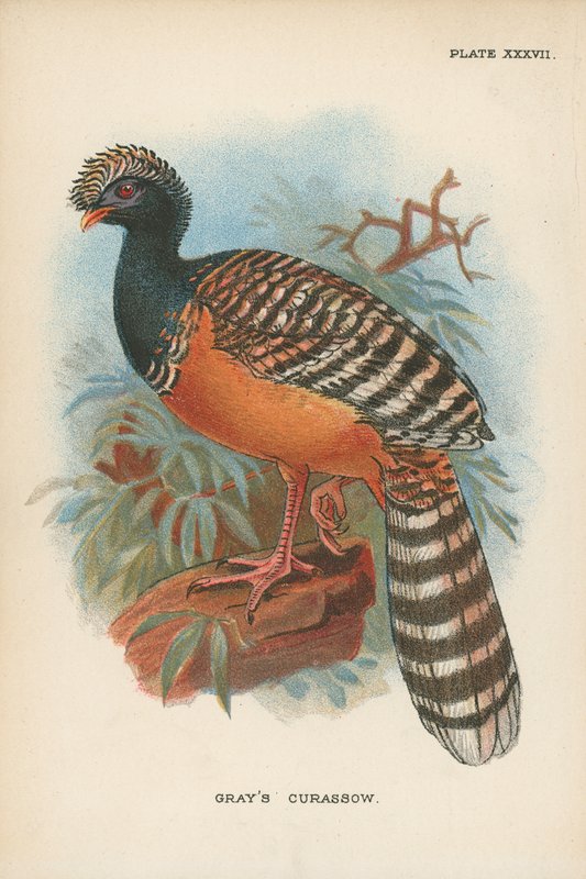 Greyn Curassow tekijältä English School