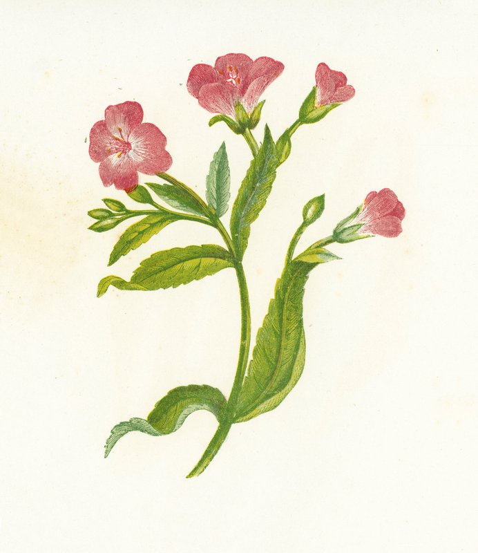 Isokarvainen pajuyrtti, Epilobium Hirsutum tekijältä English School