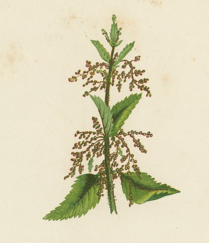 Vihreä nokkonen, Urtica Dioica (värilitra) tekijältä English School
