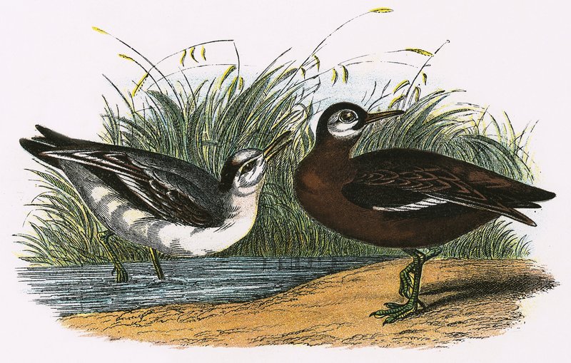 Harmaa phalarope tekijältä English School