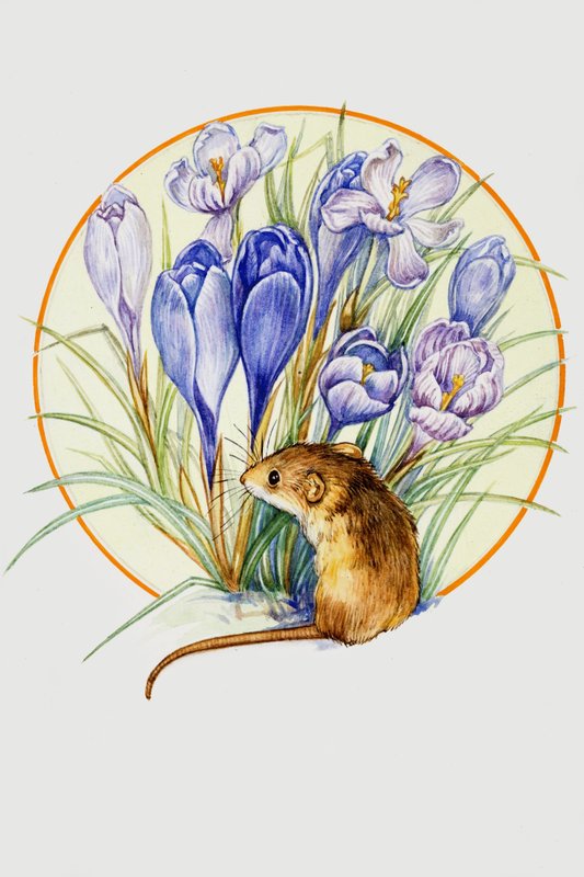 Harvest Mouse and Crocus tekijältä English School