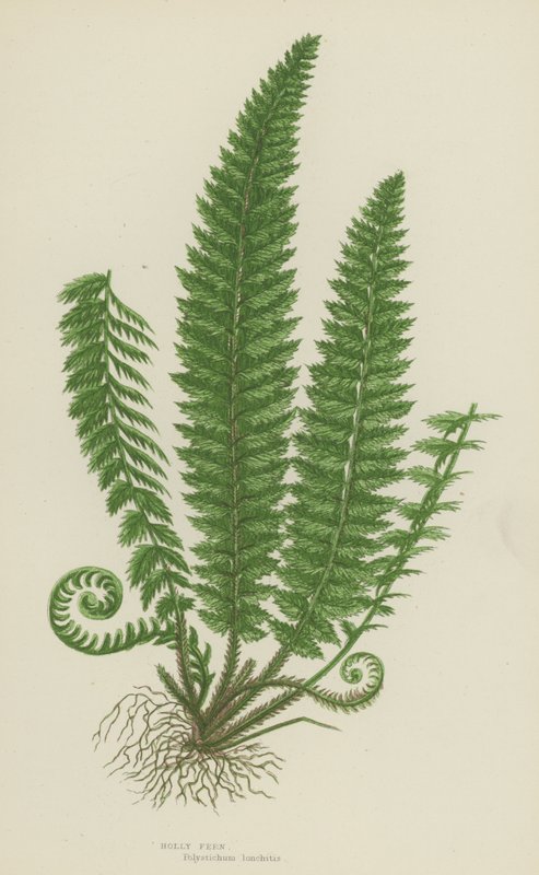 Holly Fern (väri litho) tekijältä English School
