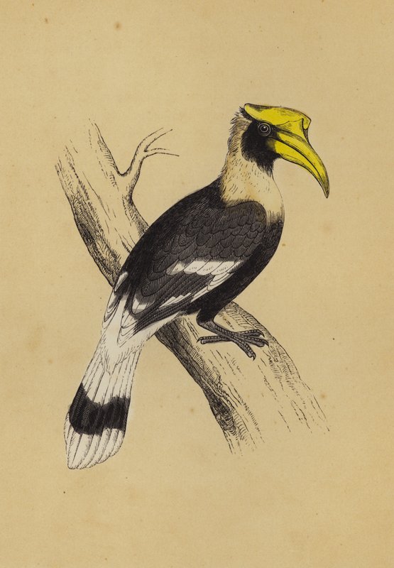 Hornbill (väri litho) tekijältä English School