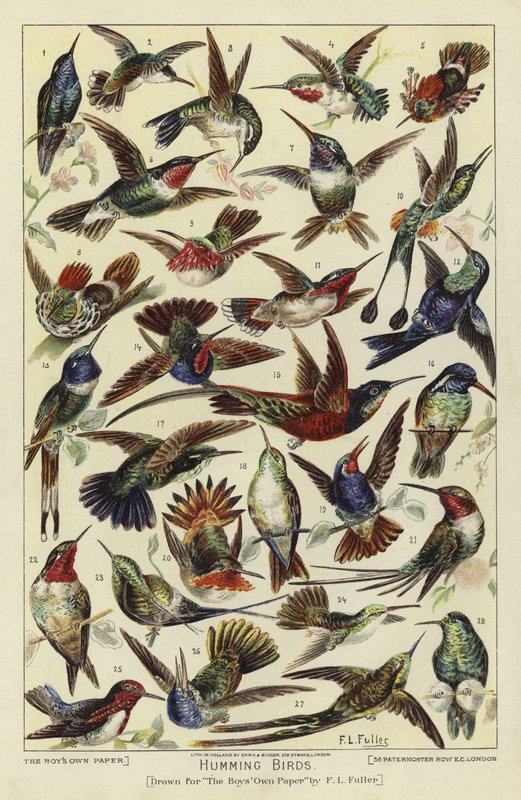 Hummingbirds tekijältä English School