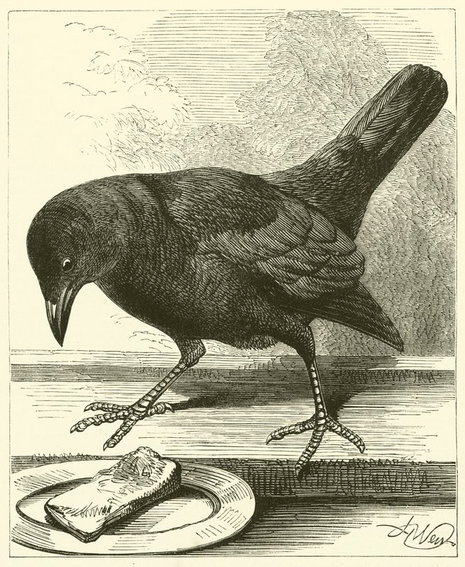 Jackdaw (kaiverrus) tekijältä English School