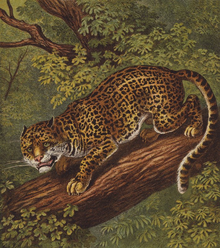 Jaguar (väri litho) tekijältä English School