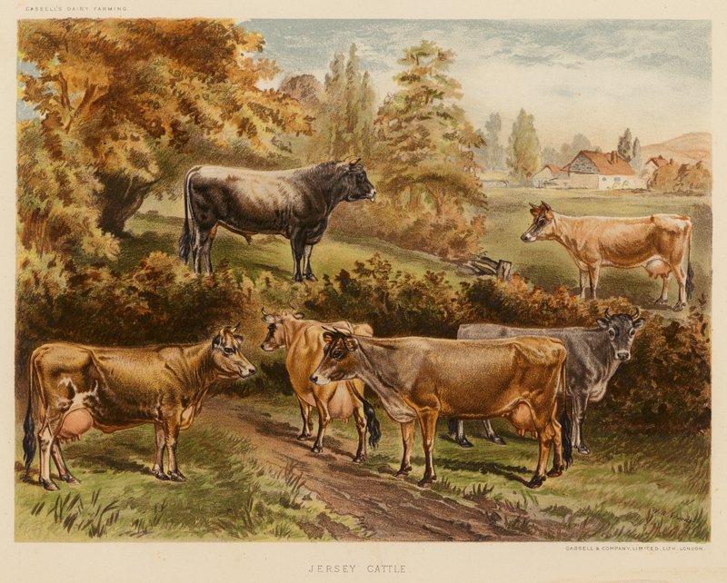 Jersey Cattle (värilitro) tekijältä English School