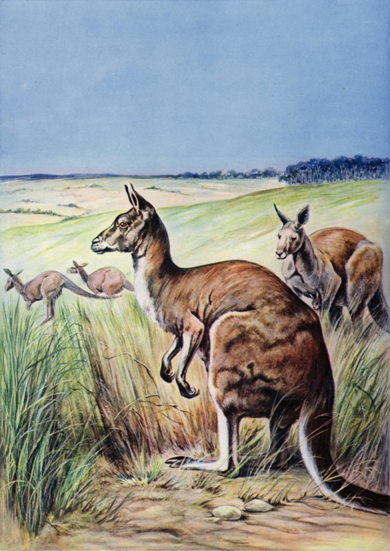 Kengurut, Australia (väri litho) tekijältä English School