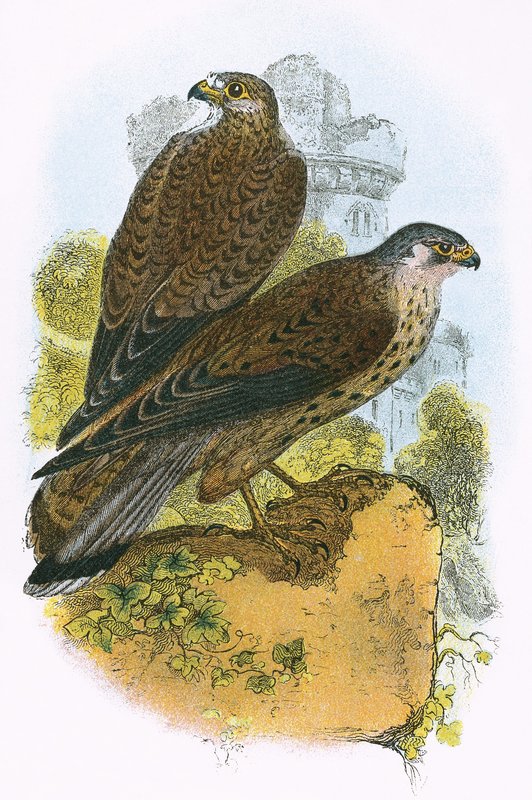 Kestrel tekijältä English School