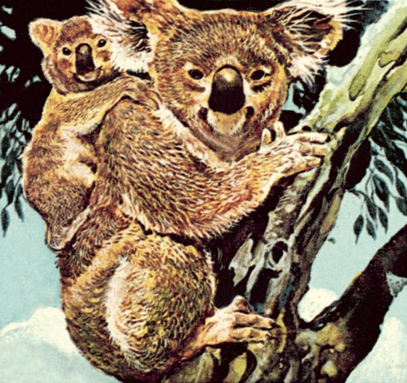 Koala karhu tekijältä English School