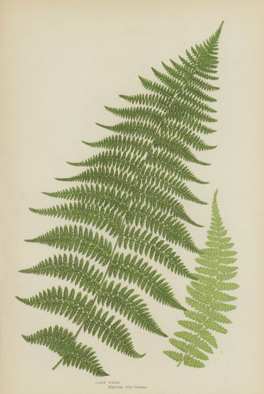 Lady Fern (väri litho) tekijältä English School
