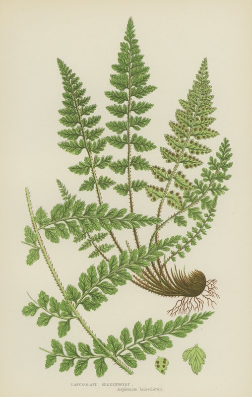 Lanceolate Spleenwort (värilitho) tekijältä English School