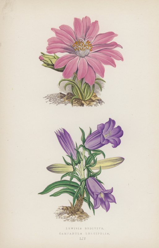 Lewisia Rediviva; Campanula Longifolia (väri litho) tekijältä English School