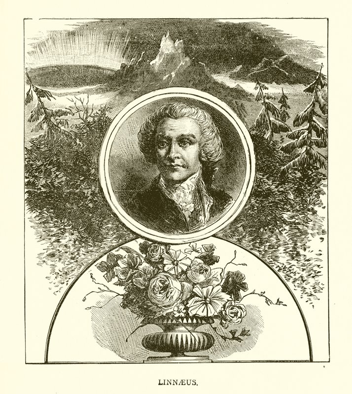 Linnaeus tekijältä English School
