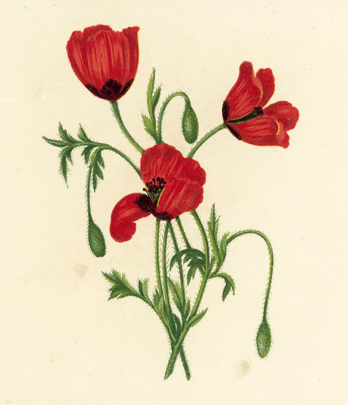 Pitkäkärkinen unikko, Papaver Argemone (värilitro) tekijältä English School