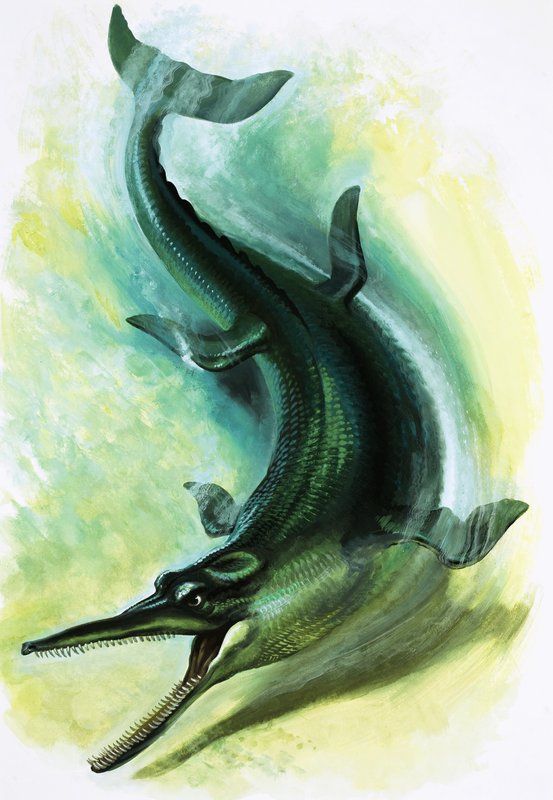 Metriorhynchus tekijältä English School
