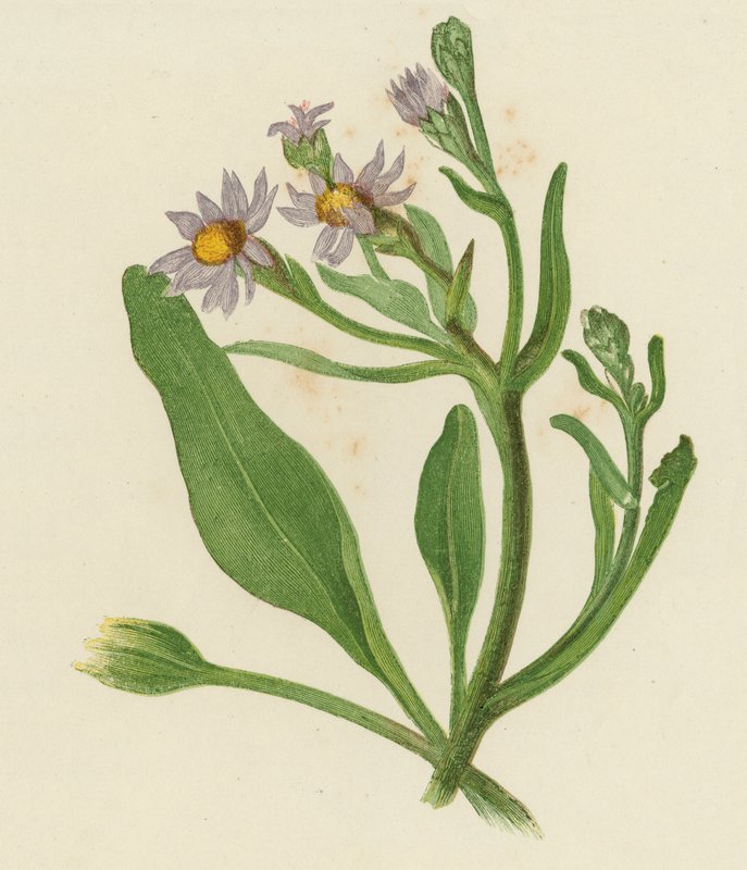 Michaelmas Daisy, Aster Tripolium (värinen lito) tekijältä English School