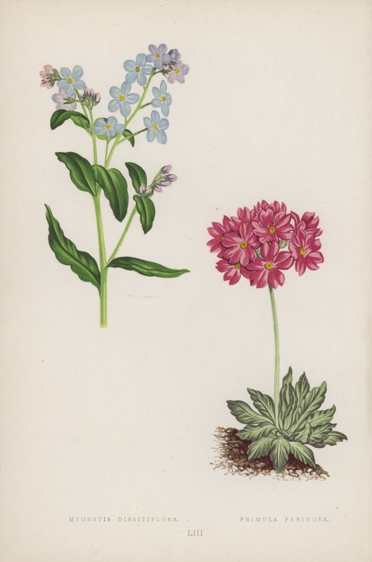 Myosotis Dissitiflora; Primula Farinosa (väri litho) tekijältä English School