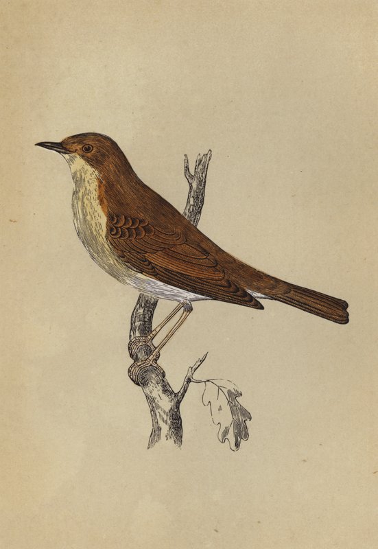 Nightingale (väri litho) tekijältä English School
