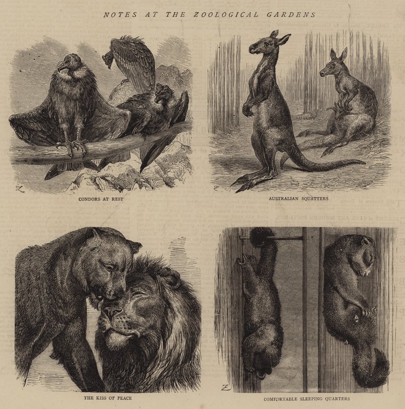 Notes at the Zoological Gardens (kaiverrus) tekijältä English School