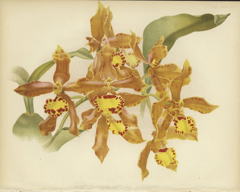 Odontoglossum insleayi splendens tekijältä English School