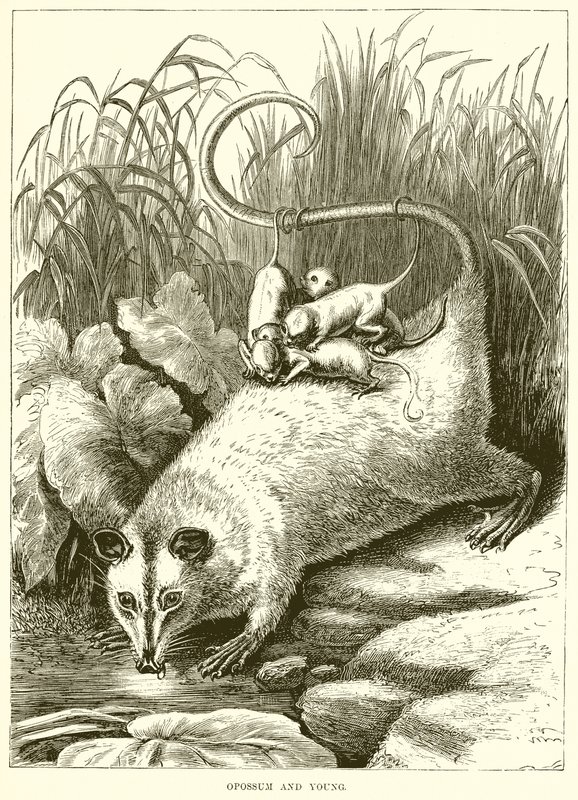 Opossum ja Young tekijältä English School