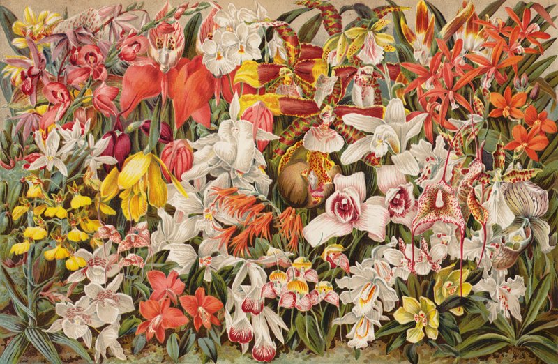 Orkideatalo (chromolitho) tekijältä English School